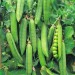 Pea - Image 2